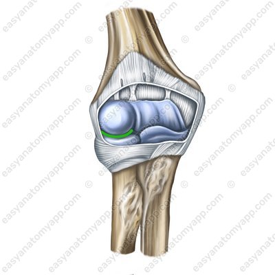 Humero-radial joint (art. humeroradialis)